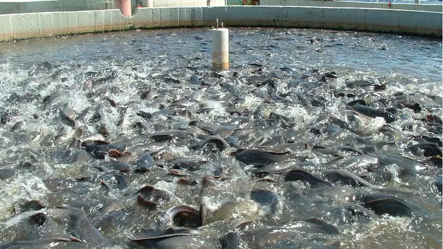 Bihar Fisheries Department Targets Export-Oriented Units as State Ranks Fourth Nationally in Fish Production Bihar Fisheries Department Targets Export-Oriented Units as State Ranks Fourth Nationally in Fish Production