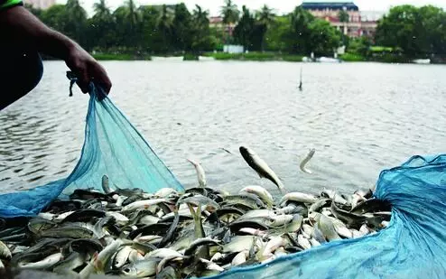 Bihar Fisheries Director Reviews Kosi-Purnia Fish Producer Committees, Emphasizes Chaur Vikas Yojana Expansion Bihar Fisheries Director Reviews Kosi-Purnia Fish Producer Committees, Emphasizes Chaur Vikas Yojana Expansion