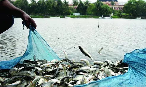Bihar Fisheries Director Reviews Kosi-Purnia Fish Producer Committees, Emphasizes Chaur Vikas Yojana Expansion