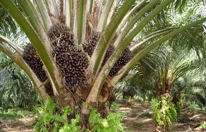 Tripuras AIKS Opposes Government Palm Cultivation Drive, Demands Focus on Rubber Plantations Tripuras AIKS Opposes Government Palm Cultivation Drive, Demands Focus on Rubber Plantations