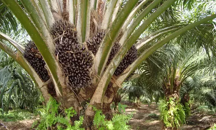 Tripuras AIKS Opposes Government Palm Cultivation Drive, Demands Focus on Rubber Plantations