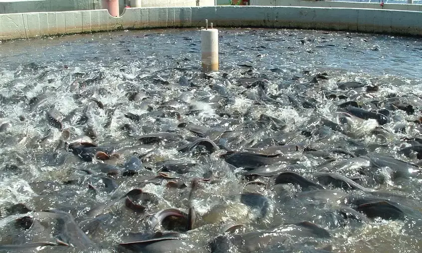 Bihar Fish Production Triples to 8.73 Lakh Metric Tonnes Under Agriculture Road Map Initiative