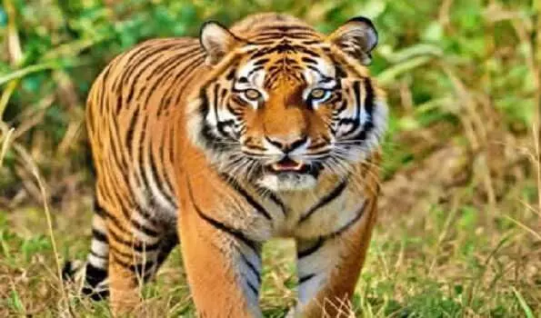 India Loses 91 Tigers in Five Months, Sparking Conservation Alarm India Loses 91 Tigers in Five Months, Sparking Conservation Alarm