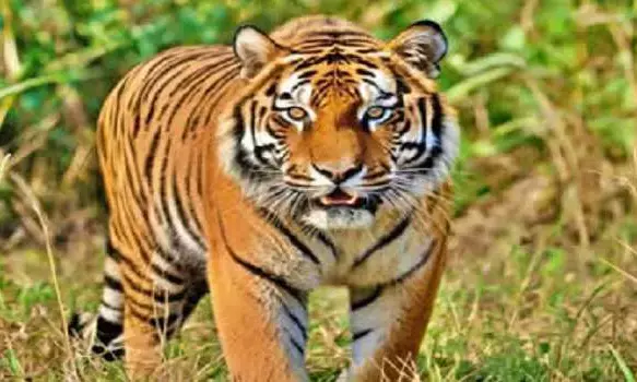 India Loses 91 Tigers in Five Months, Sparking Conservation Alarm