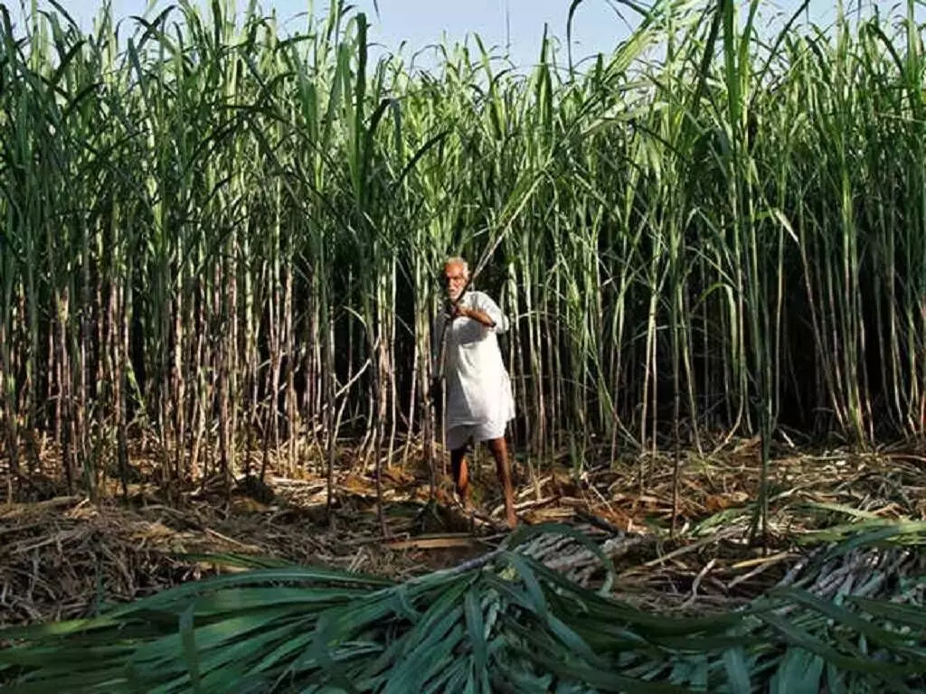 Bihar Minister Orders Timely Completion of Sugarcane Price Payments Bihar Minister Orders Timely Completion of Sugarcane Price Payments