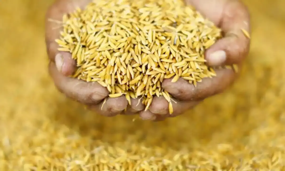 Bihar Food Grain Production Expected to Rise by 14.73 Lakh Tonnes This Year