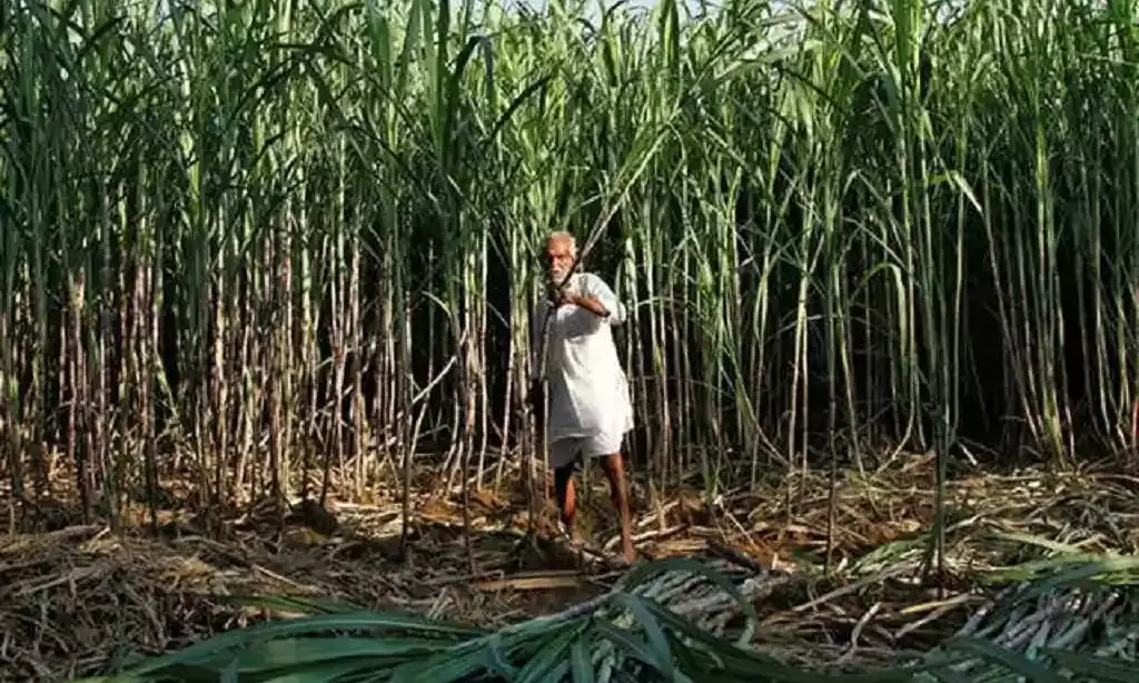 Bihar Minister Orders Timely Completion of Sugarcane Price Payments