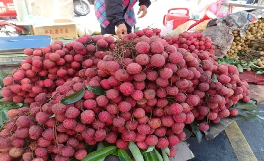 Bihar Creates New Record with 250 Tonnes of Litchi Exports Through Darbhanga Airport Bihar Creates New Record with 250 Tonnes of Litchi Exports Through Darbhanga Airport