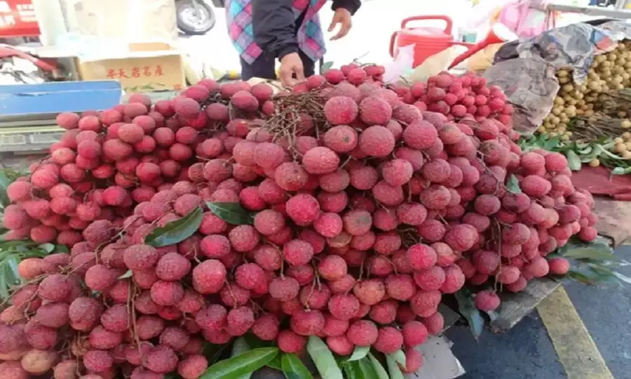 Bihar Creates New Record with 250 Tonnes of Litchi Exports Through Darbhanga Airport
