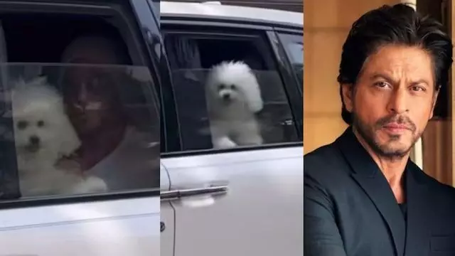Shah Rukh Khans Adorable Dog Steals the Spotlight During Their Drive Through Mumbai Shah Rukh Khans Adorable Dog Steals the Spotlight During Their Drive Through Mumbai
