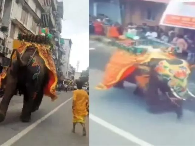 Panic at Ahmedabad’s Jagannath Rath Yatra as Elephants Run Amok, Several Injured Panic at Ahmedabad’s Jagannath Rath Yatra as Elephants Run Amok, Several Injured