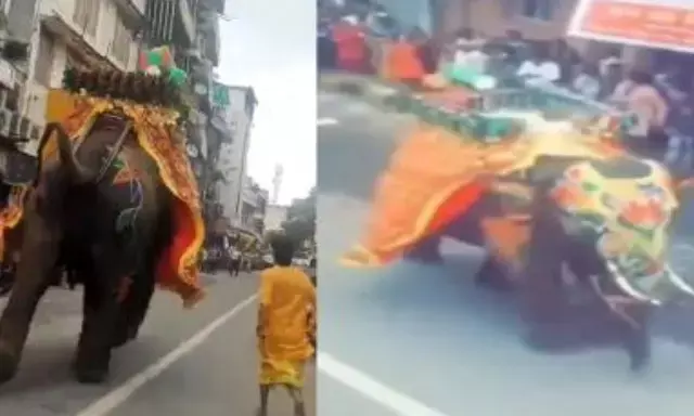 Panic at Ahmedabad’s Jagannath Rath Yatra as Elephants Run Amok, Several Injured