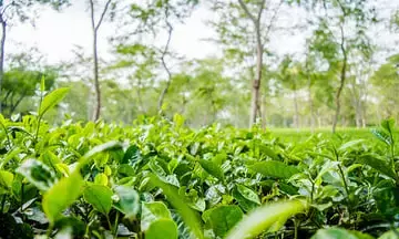 Assams Secret Biopiracy Economy: From Tea seeds to the strange trade in Gandhipuke