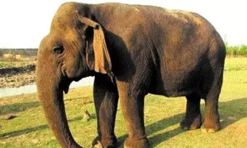 Vatsala, Madhya Pradeshs Oldest Elephant and Unofficial World Record Holder, Dies at 100+