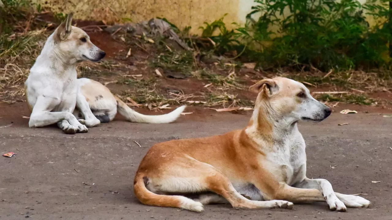 Supreme Court Steps In Over Rising Stray Dog Attacks, Calls Situation “Alarming and Disturbing”