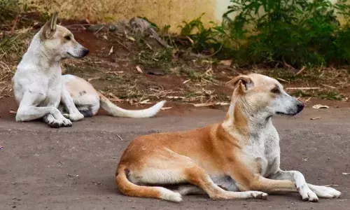 Supreme Court Steps In Over Rising Stray Dog Attacks, Calls Situation “Alarming and Disturbing”