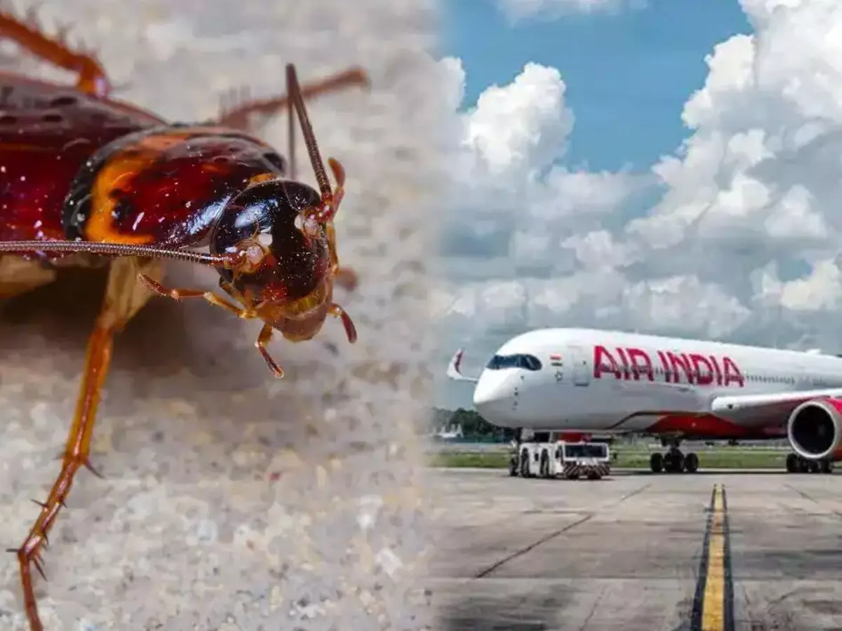 Cockroach Sighting on Air India Flight Prompts Passenger Relocation and Deep Cleaning