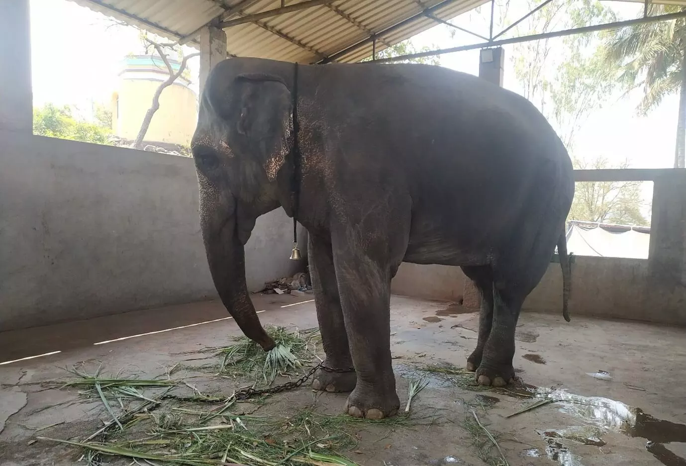 Devendra Fadnavis provides update on efforts to bring elephant Mahadevi back from Reliance’s Vantara facility