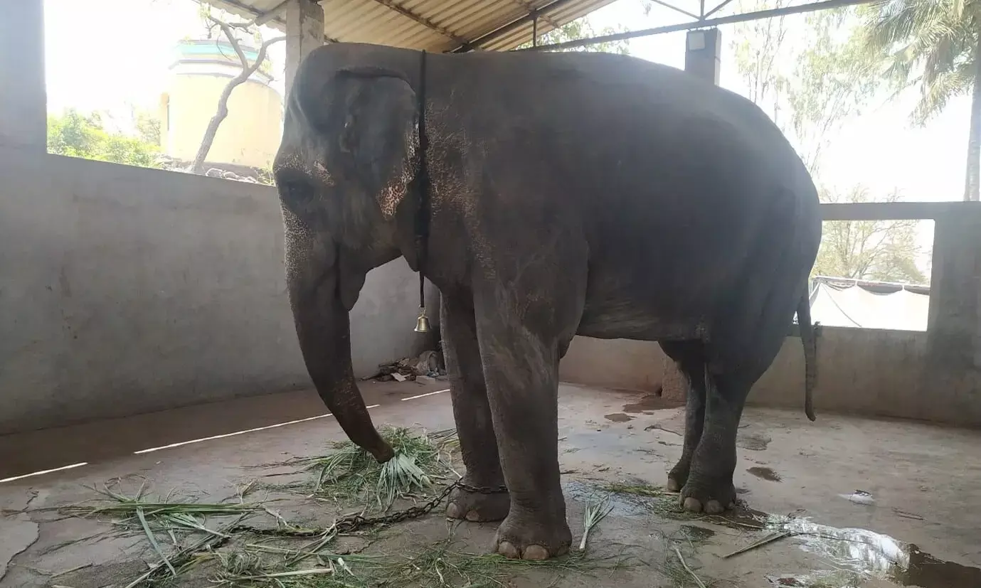 Devendra Fadnavis provides update on efforts to bring elephant Mahadevi back from Reliance’s Vantara facility