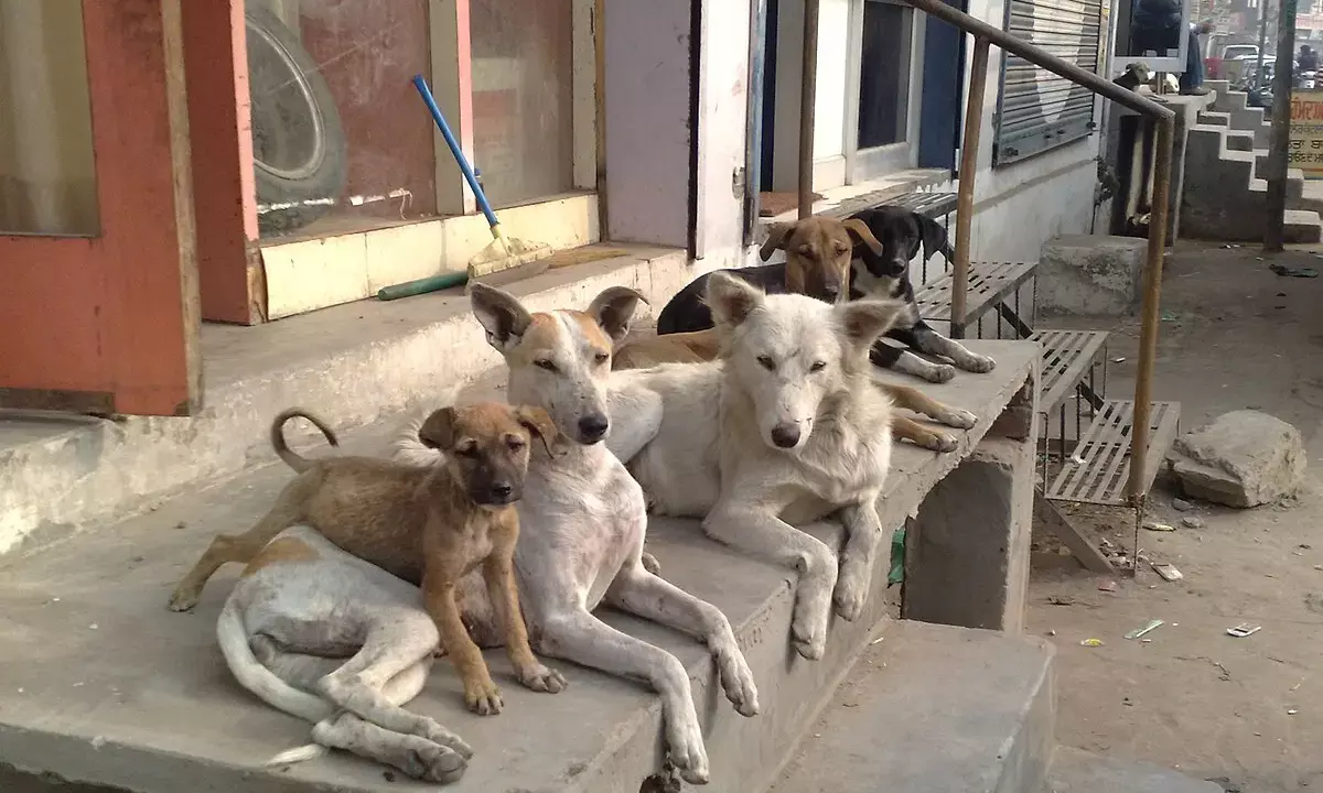 National Para-Athlete Dies After Dog Attack in Odisha; Over 37 Lakh Dog Bite Cases Reported in 2024