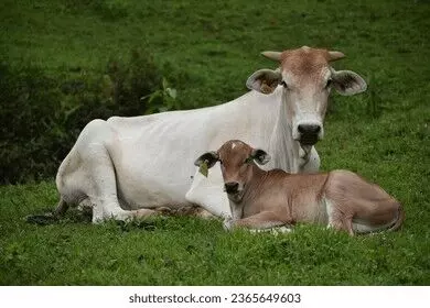 No Plans to Declare Cow as National Animal, Centre Tells Parliament