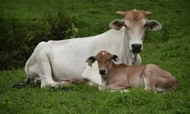 No Plans to Declare Cow as National Animal, Centre Tells Parliament