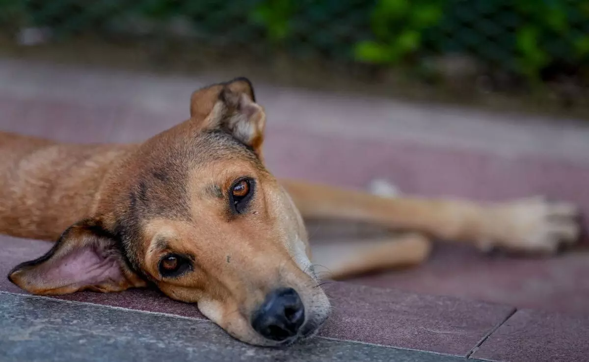 Supreme Court Slams Authorities Over Stray Dog Menace, Reserves Order on Controversial August 11 Ruling