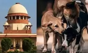 When Compassion Meets Crisis: The Supreme Court’s Stray Dog Dilemma