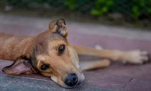 Supreme Court Slams Authorities Over Stray Dog Menace, Reserves Order on Controversial August 11 Ruling