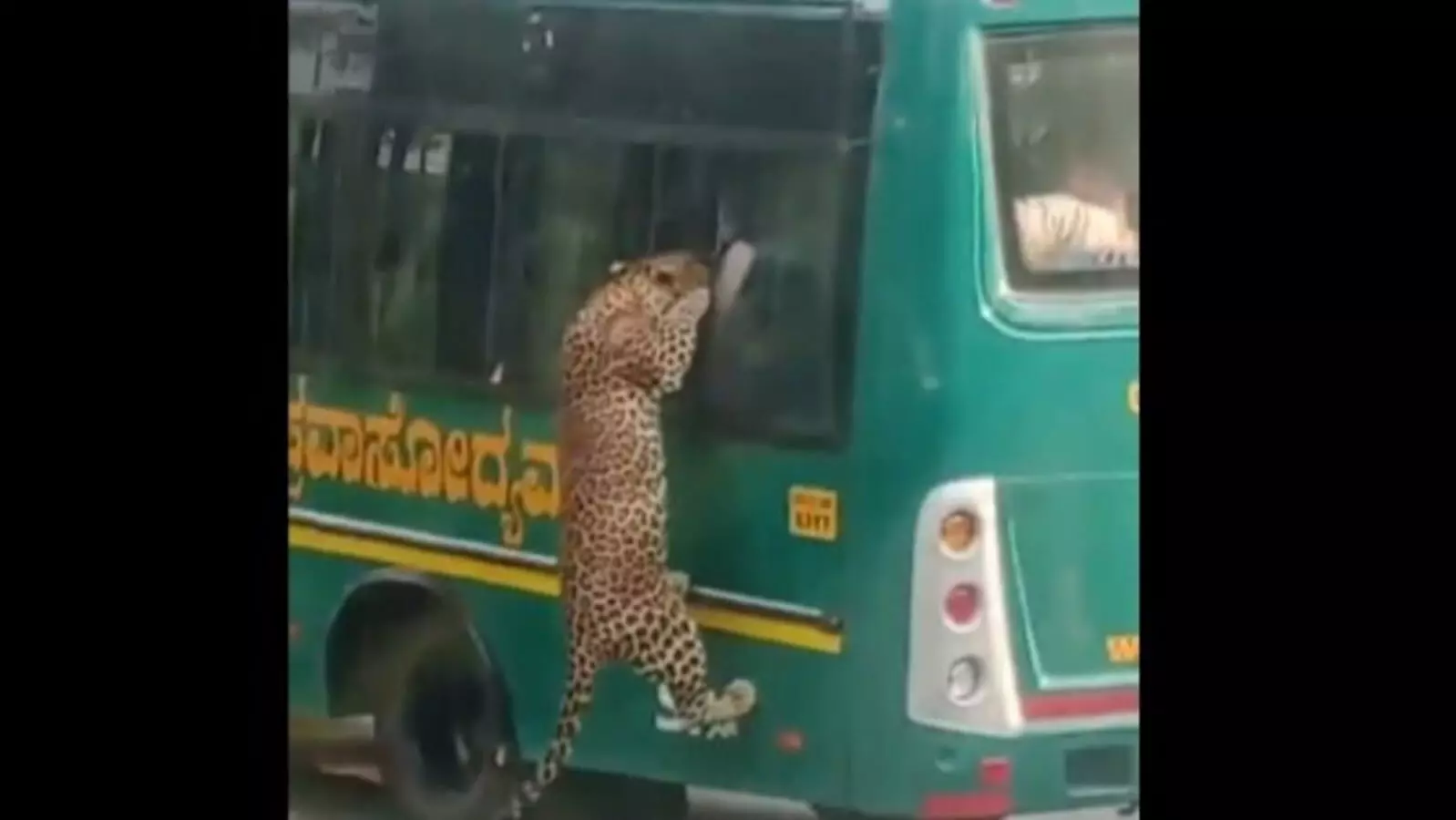 Leopard injures 12-year-old boy during Bengaluru safari; forest minister orders safety overhaul