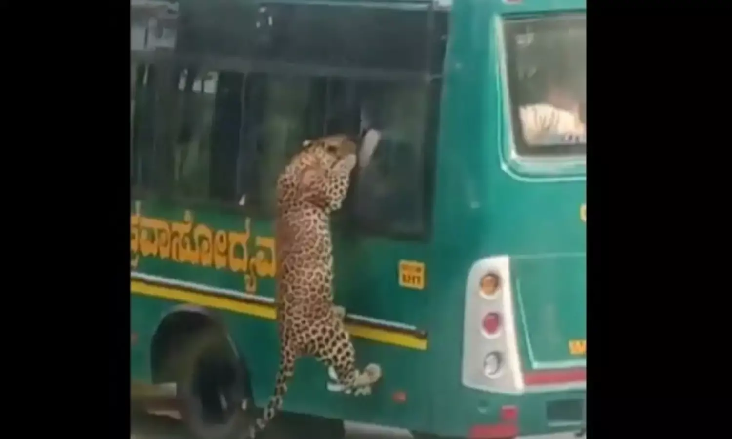 Leopard injures 12-year-old boy during Bengaluru safari; forest minister orders safety overhaul