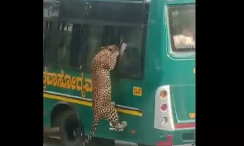 Leopard injures 12-year-old boy during Bengaluru safari; forest minister orders safety overhaul
