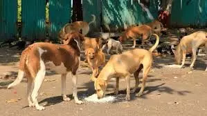 Supreme Court Softens Stance on Stray Dogs, Allows Release After Sterilisation and Vaccination