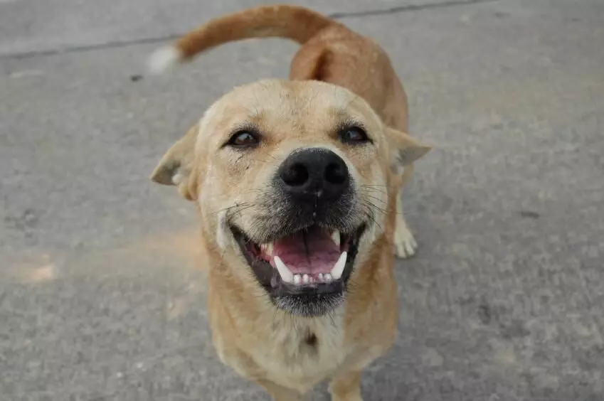 Stray Dog Order Too Harsh, Says Supreme Court as It Revises Earlier Directive