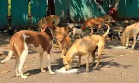 Supreme Court Softens Stance on Stray Dogs, Allows Release After Sterilisation and Vaccination