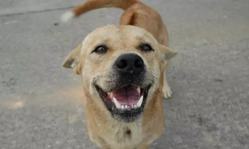 Stray Dog Order Too Harsh, Says Supreme Court as It Revises Earlier Directive