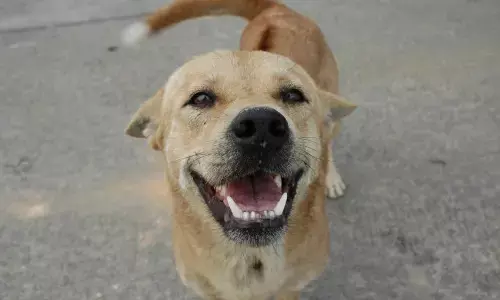 Stray Dog Order Too Harsh, Says Supreme Court as It Revises Earlier Directive