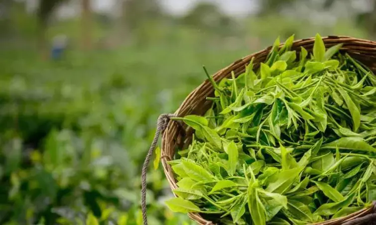 Assam’s Tea: Green Gold, Rusting Roots