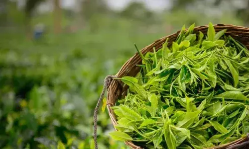 Assam’s Tea: Green Gold, Rusting Roots
