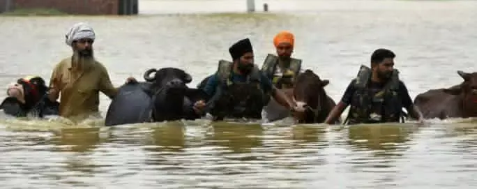 Punjab Rescues 5 Lakh Animals, Vaccinates 1.75 Lakh Against ‘Gal-Ghotu’