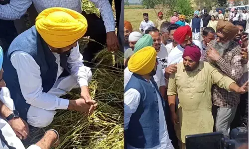 Mann Govt Orders Special Girdawari for Flood-Hit Paddy Farmers