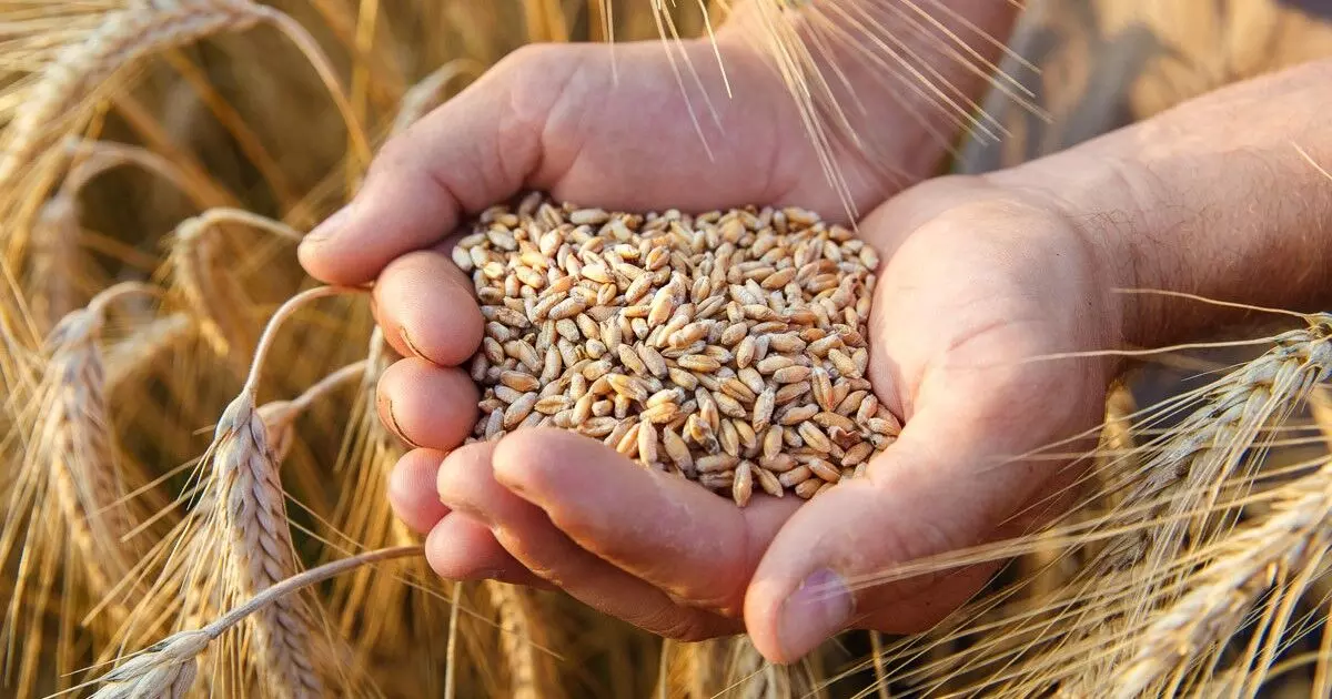 Punjab Govt to Provide Free Wheat Seeds for 5 Lakh Acres of Flood-Hit Farmland
