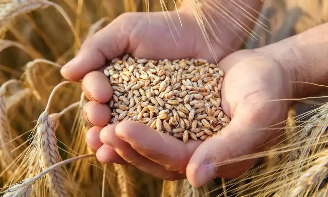 Punjab Govt to Provide Free Wheat Seeds for 5 Lakh Acres of Flood-Hit Farmland