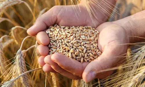 Punjab Govt to Provide Free Wheat Seeds for 5 Lakh Acres of Flood-Hit Farmland