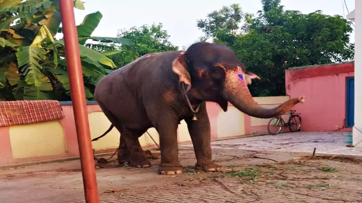 Stolen Elephant Recovered in Bihar, Inter-State Trafficking Racket Exposed