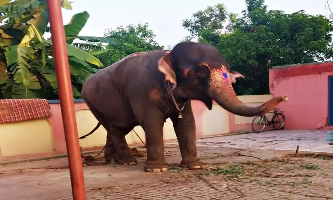 Stolen Elephant Recovered in Bihar, Inter-State Trafficking Racket Exposed