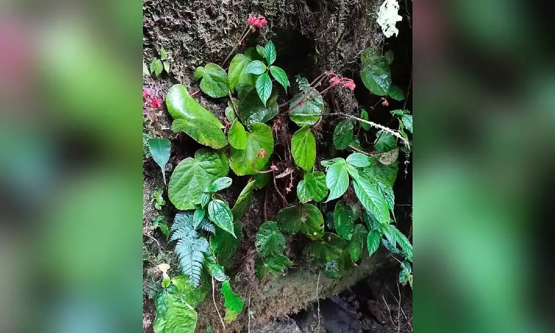 New Flowering Plant Species Discovered in Arunachal Pradesh’s Shi Yomi Forests
