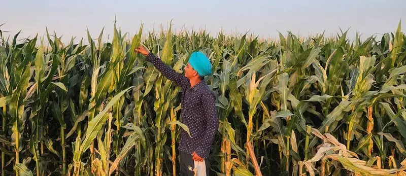 Punjab’s Maize Revolution: Mann Government’s Crop Diversification Drive Brings Hope and Balance