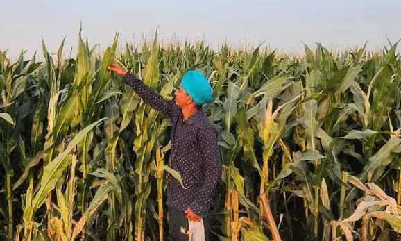 Punjab’s Maize Revolution: Mann Government’s Crop Diversification Drive Brings Hope and Balance