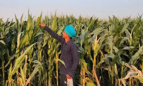 Punjab’s Maize Revolution: Mann Government’s Crop Diversification Drive Brings Hope and Balance